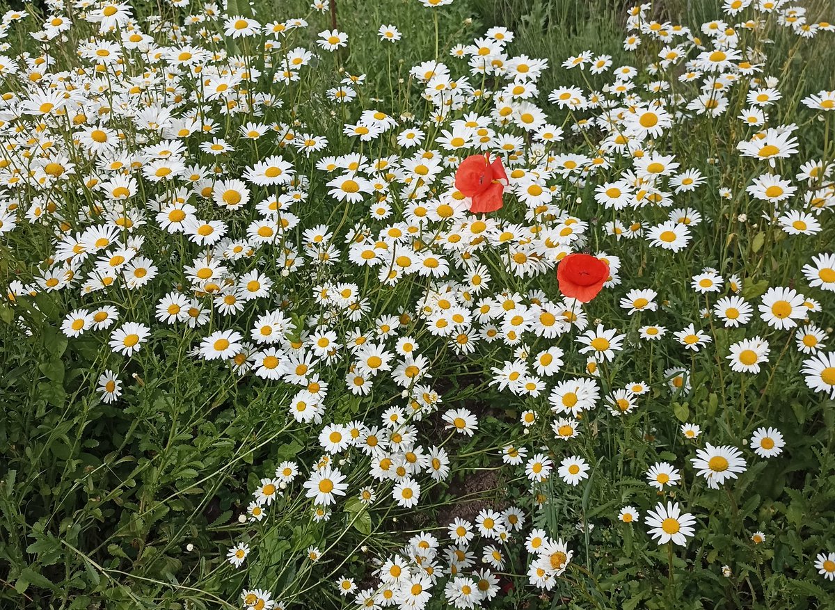 Parfois les coquelicots se perdent parmi les pâquerettes. On les accueille comme les fleurs de la Paix. Mais elles sont bien fragiles avec leur coeur de papillon. 
Douce journée à Vous.