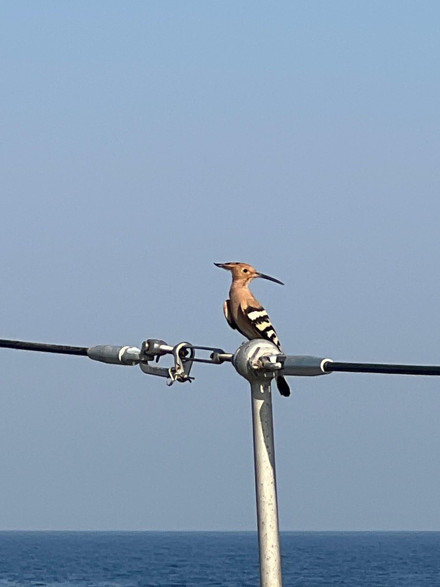 HMS Middleton tweet media