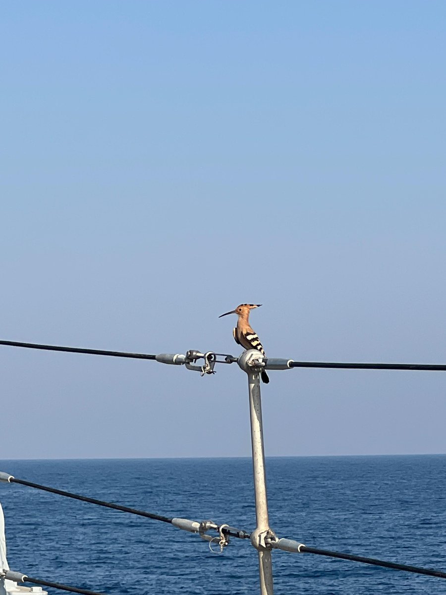 HMS Middleton tweet media