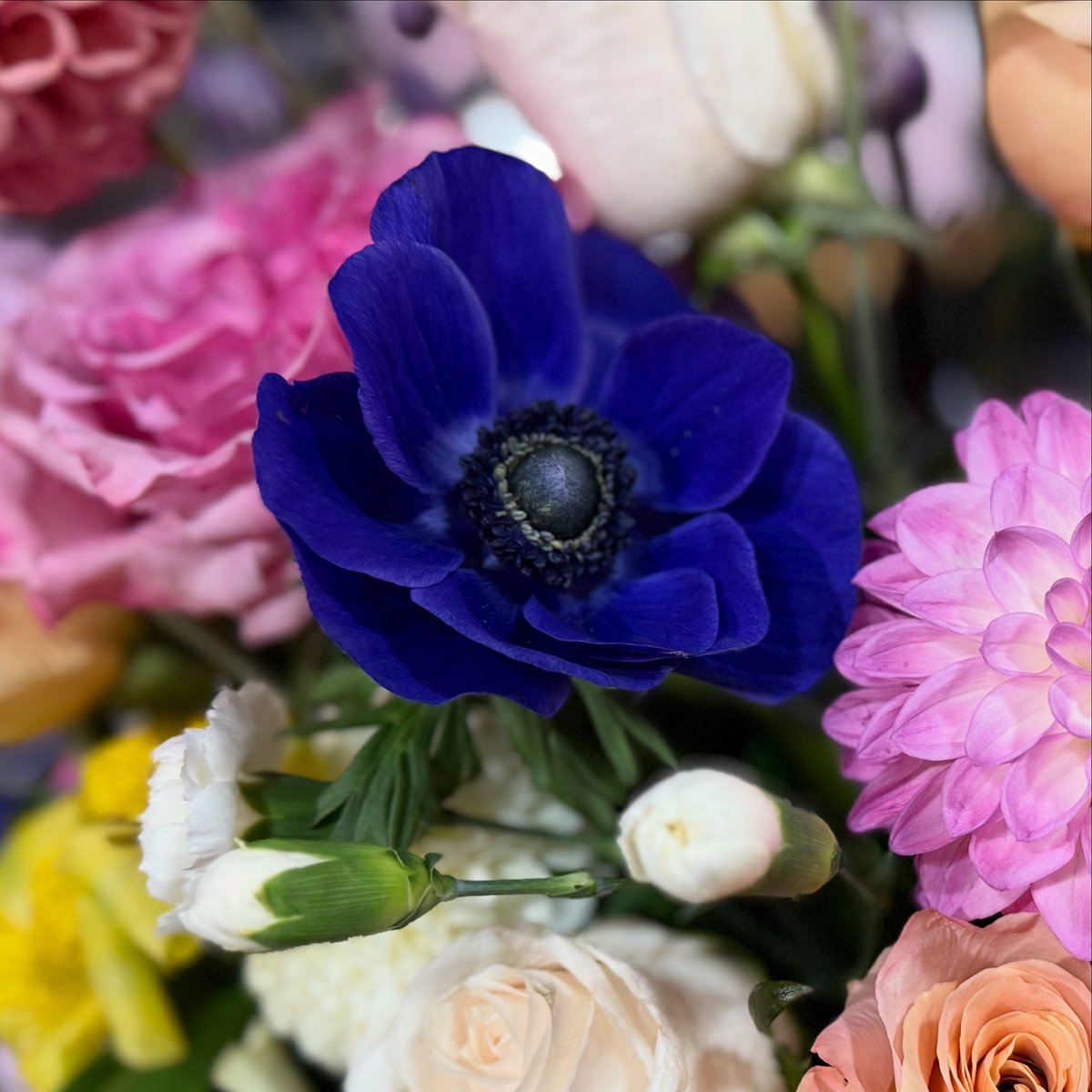 🌸👑🙏

#DeoGratias