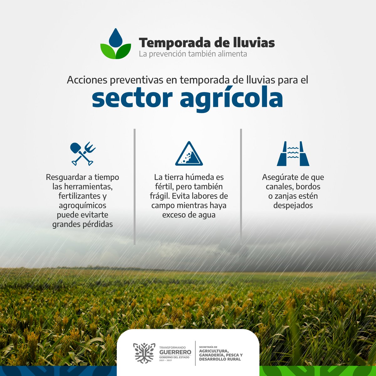 Cuidar el campo también es prevenir. Durante la temporada de lluvias, la Secretaría de Agricultura, Ganadería, Pesca y Desarrollo Rural del Estado de Guerrero promueve acciones para proteger cultivos, herramientas y canales de riego, reduciendo riesgos y pérdidas en el sector