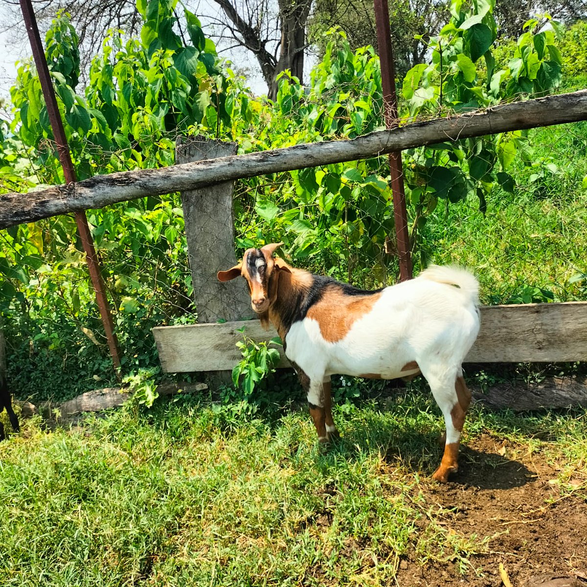 GUKELimited's tweet image. Did you know ๐๐๐
Goats use the sneeze sound as an alarm. They use a sneeze to warn each other of danger, whether it's real or imagined danger.
#Letslearntogether