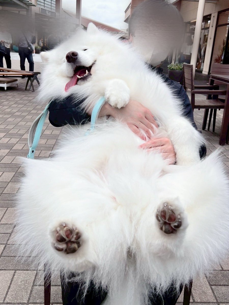 samoyed_dazs's tweet image. アウトレットでもだらけてたサモエド