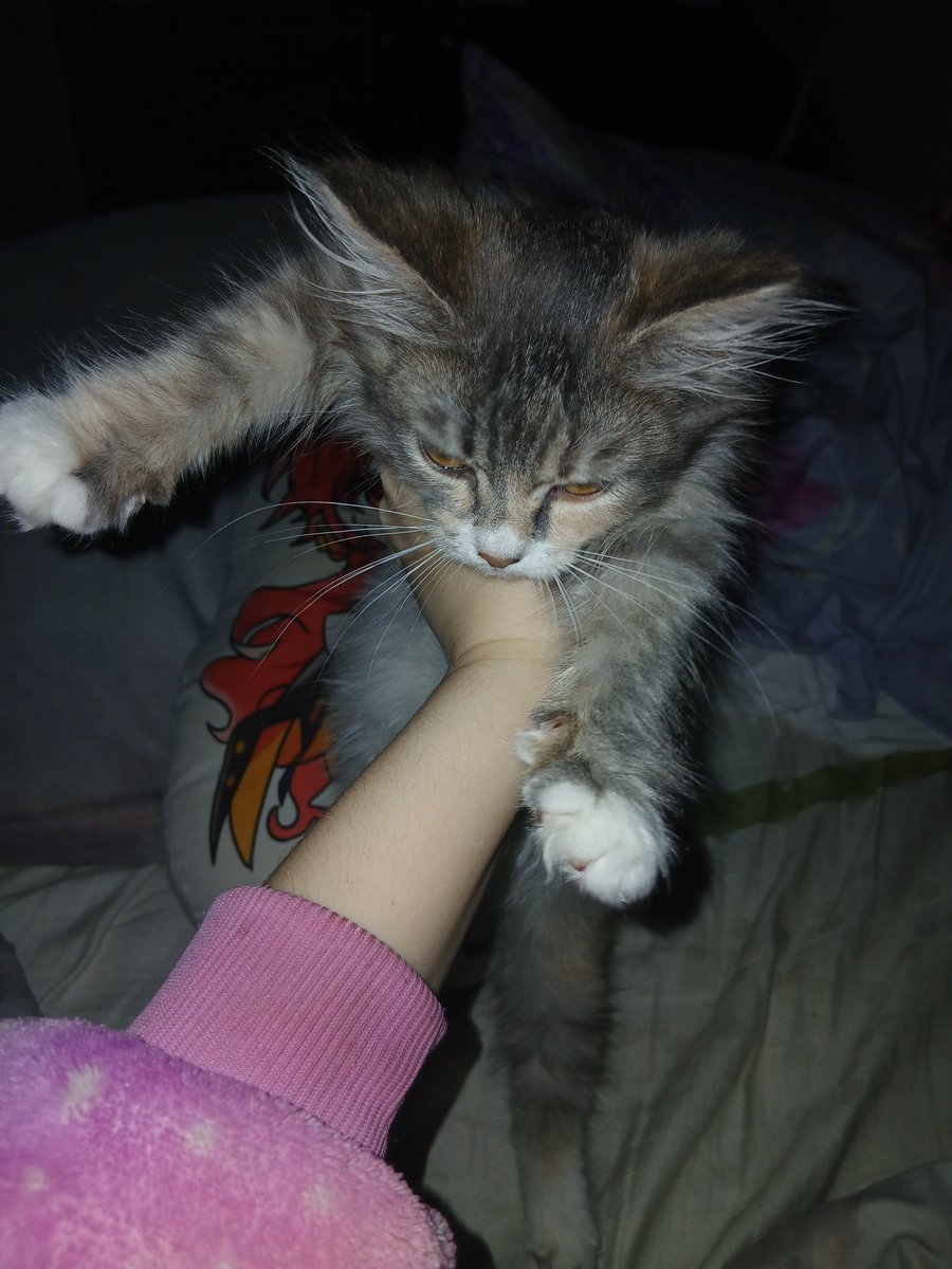 aseka_i's tweet image. SOS!!! МОЛНИЯ!! ТУЛЬСКАЯ ОБЛАСТЬ И МОСКВА!! РЕПОСТ!

Вчера мне подкинули котёнка, девочку под дверь, я содержать его долго не смогу + хозяйка кв не разрешает
ПОЖАЛУЙСТА ЕСЛИ КТО ТО ХОТЕЛ СЕБЕ ПУШИСТУЮ ГЛУПОСТЬ ОТДАМ В ДОБРЫЕ РУКИ ИЛИ В ПРИЮТ, ПОЖАЛУЙСТА ПОМОГИТЕ!
ПИШИТЕ В РП И ДМ