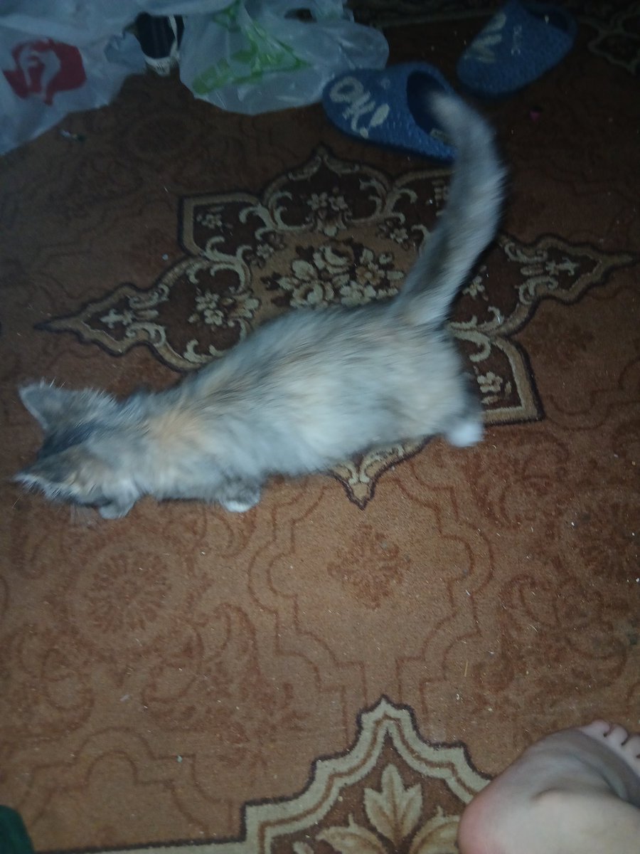 aseka_i's tweet image. SOS!!! МОЛНИЯ!! ТУЛЬСКАЯ ОБЛАСТЬ И МОСКВА!! РЕПОСТ!

Вчера мне подкинули котёнка, девочку под дверь, я содержать его долго не смогу + хозяйка кв не разрешает
ПОЖАЛУЙСТА ЕСЛИ КТО ТО ХОТЕЛ СЕБЕ ПУШИСТУЮ ГЛУПОСТЬ ОТДАМ В ДОБРЫЕ РУКИ ИЛИ В ПРИЮТ, ПОЖАЛУЙСТА ПОМОГИТЕ!
ПИШИТЕ В РП И ДМ