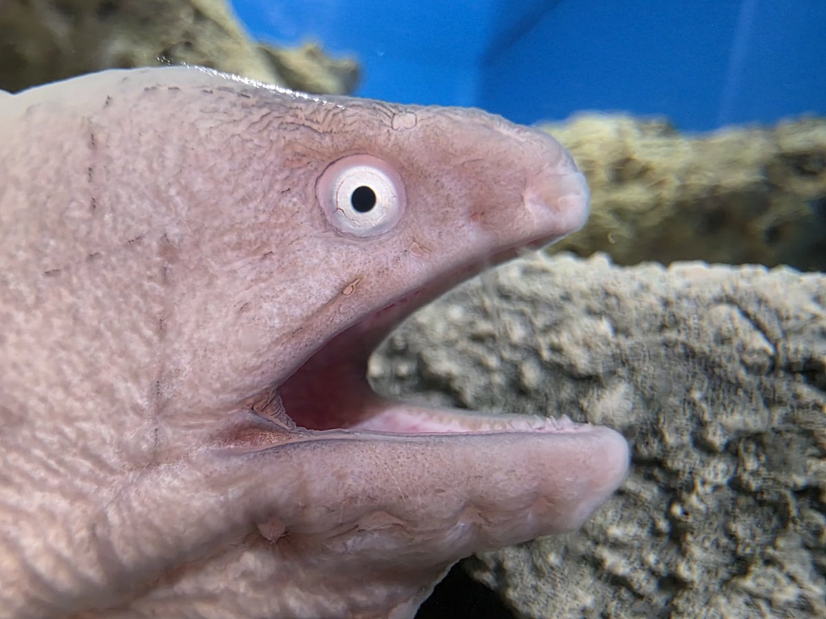 サビウツボミームを広めよう