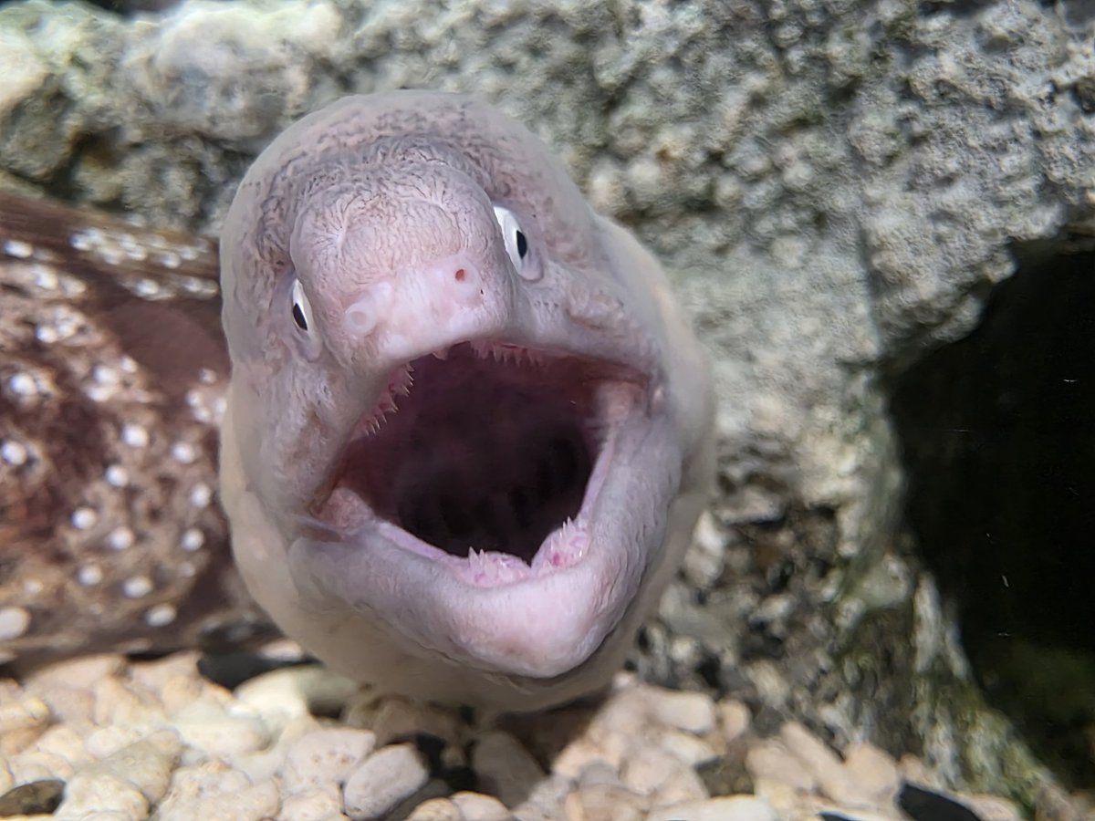 村江名∈″・⊃ウズィ tweet media