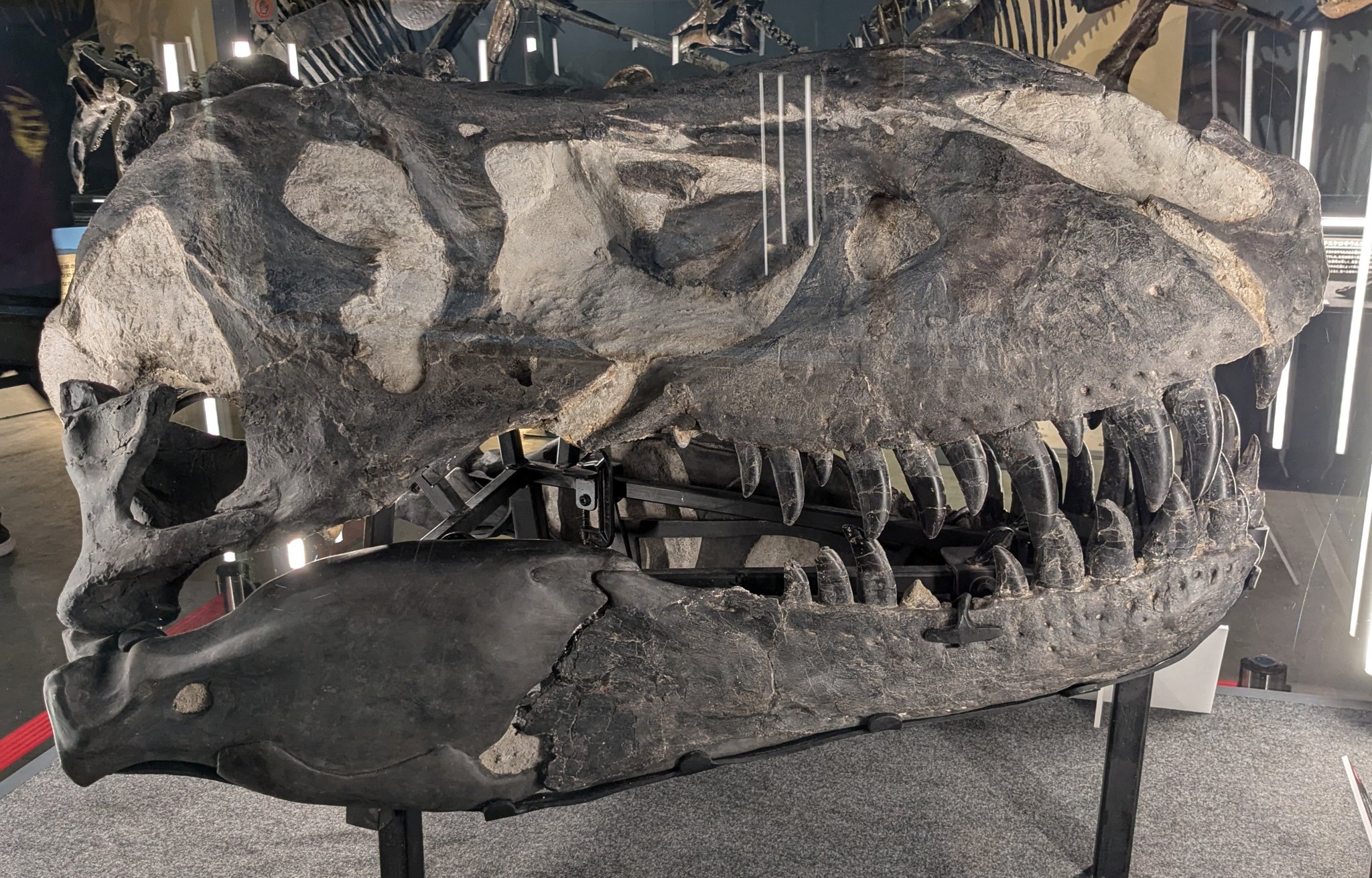 ティラノサウルスレックスの化石 ニッポニテス on X: 