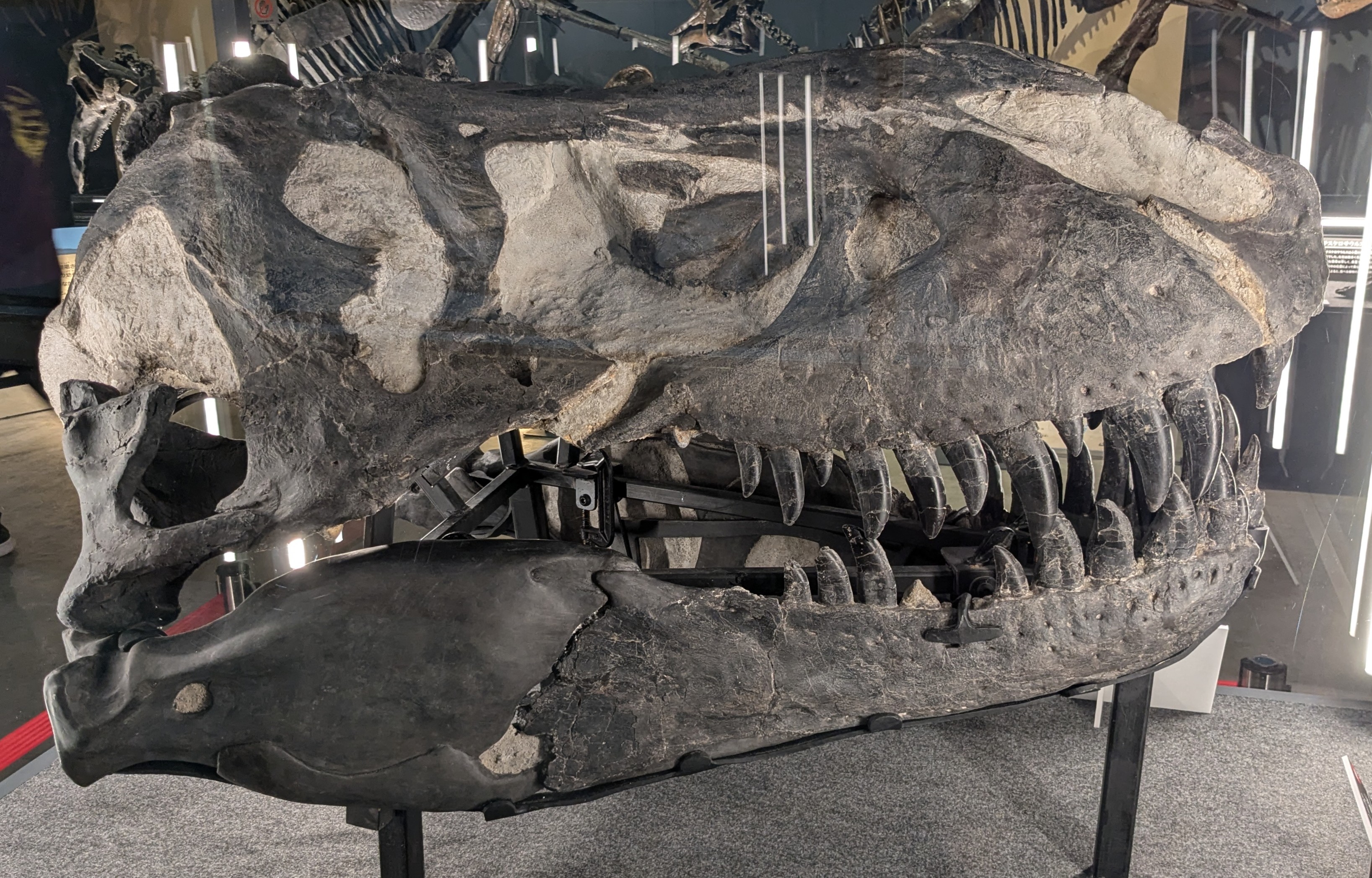 ティラノサウルスレックスの化石 T・レックスの化石、33.6億円で落札 過去最高 写真9枚 国際