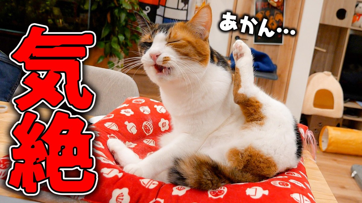 あつし》@猫と暮らしています on X