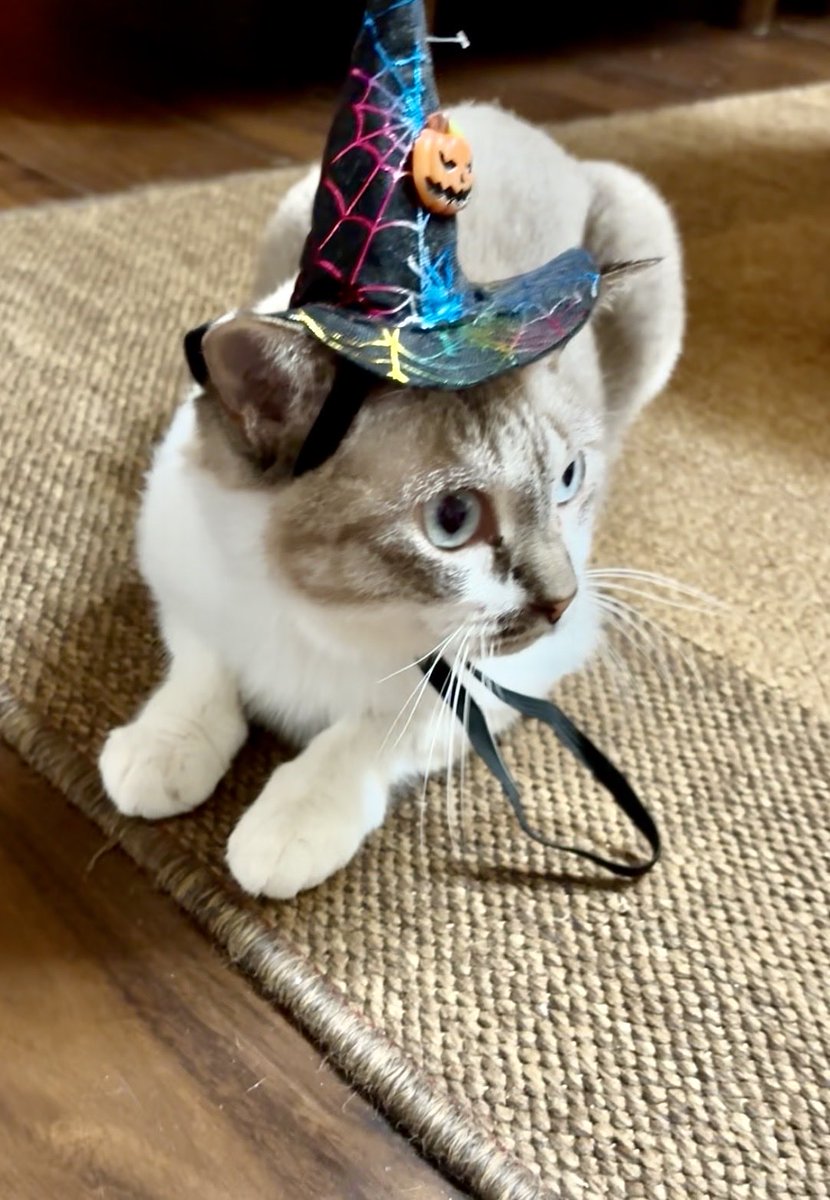 shidashi9's tweet image. 今日は本店も屋台村店も定休日なんですけど、断れないお弁当の配達を終わらせて今帰ってきました。
この後も自宅で事務仕事なんですけど一旦お昼寝します🐱