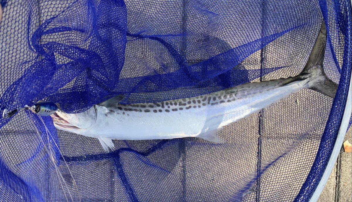 smart1sm2's tweet photo. 釣れた🐈🐟 https://t.co/CXtnKcFDFI