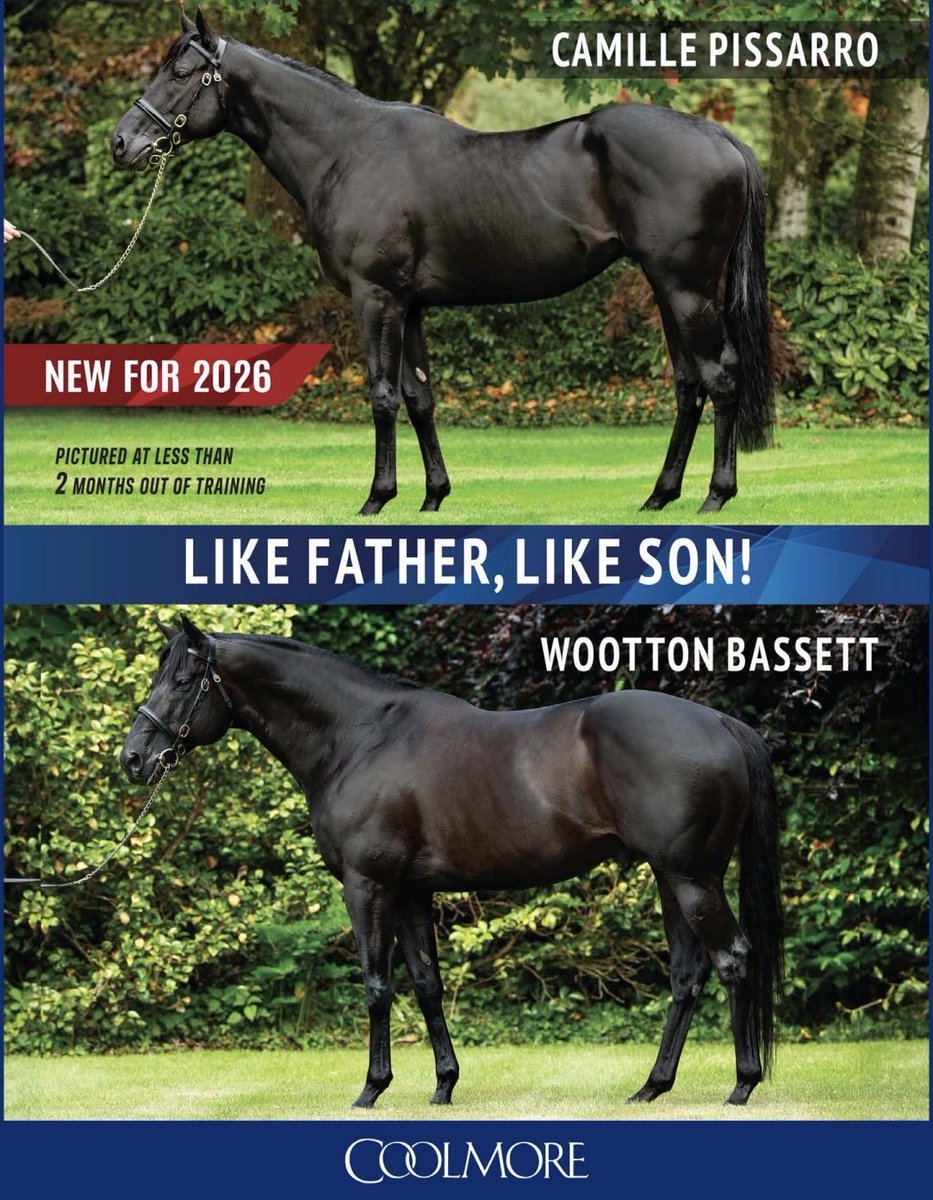 CAMILLE PISSARRO (by Wootton Bassett) <a href="/coolmorestud/">Coolmore</a> 

Like father, like son🤩