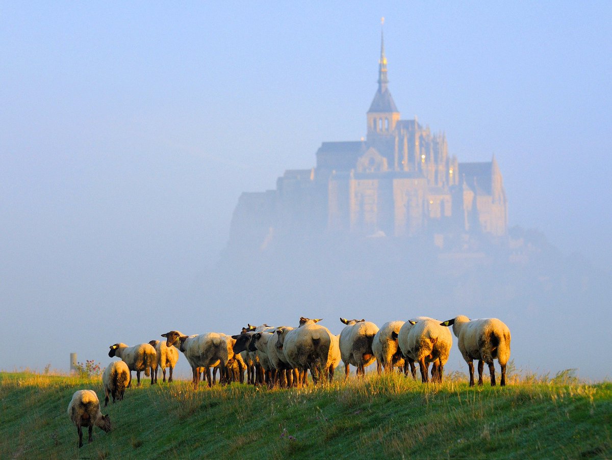 JosetteJ1's tweet image. Le #MontSaintMichel  et les moutons de "prés salés" dans la brume.
#Normandie #Manche
#Ligue_des_optimistes