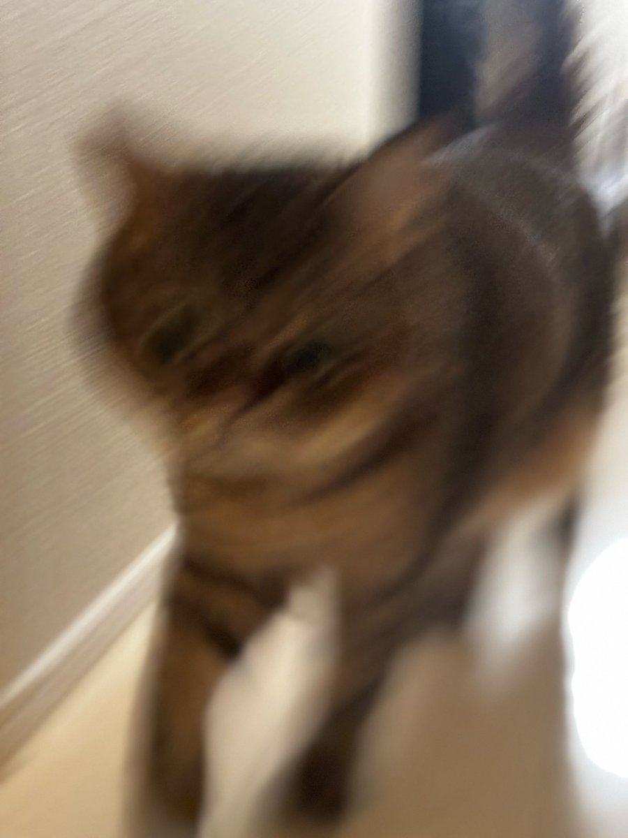 「カリカリにかつおぶしかけたよ」の「かつ」あたりで猫まっしぐらになるモペットちゃん。