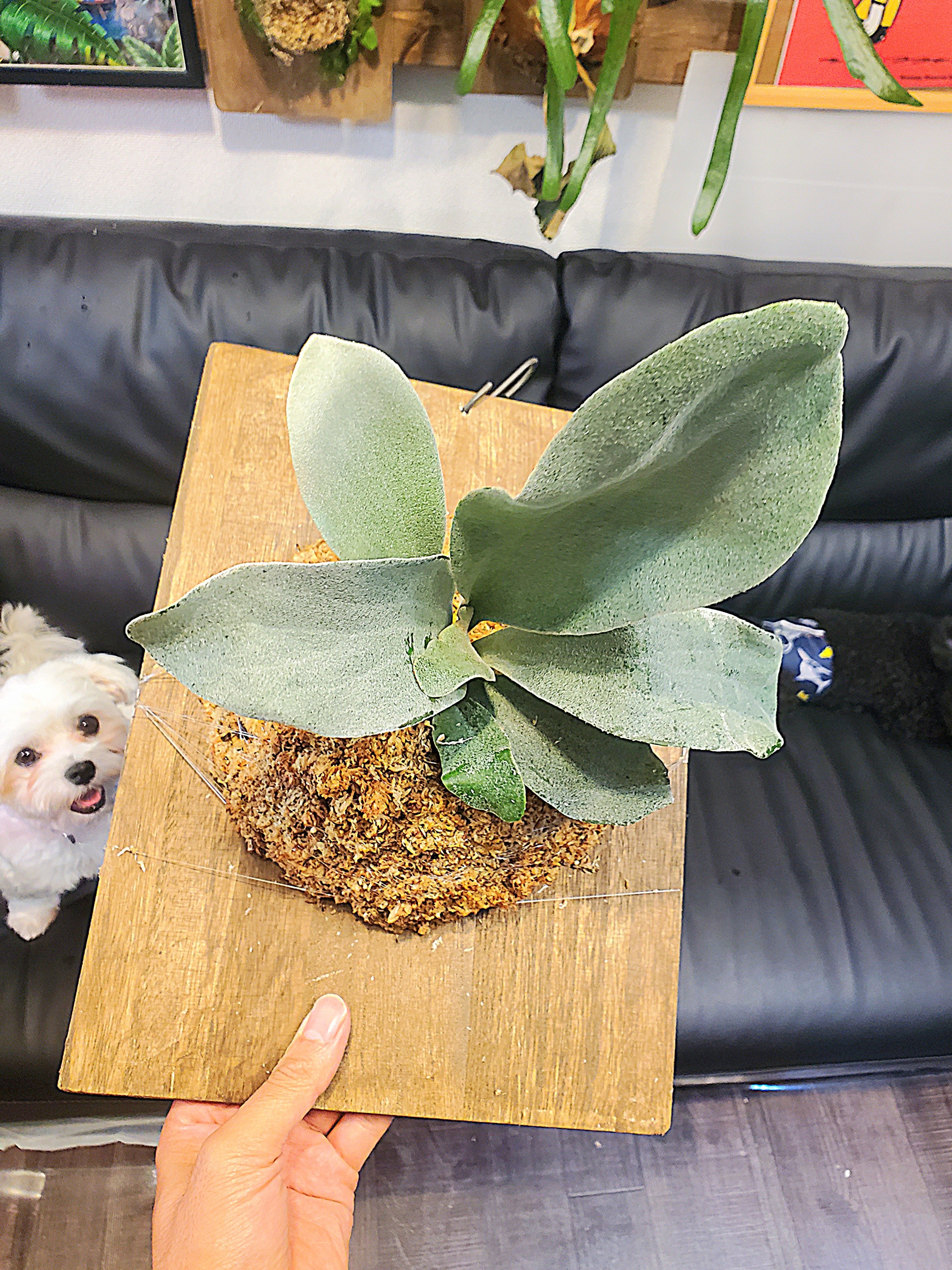 ずっと初心者植物研究員 on X: 