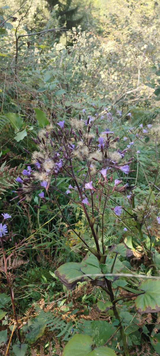 Zavzaga/ Araklı 🌿🌿🌿