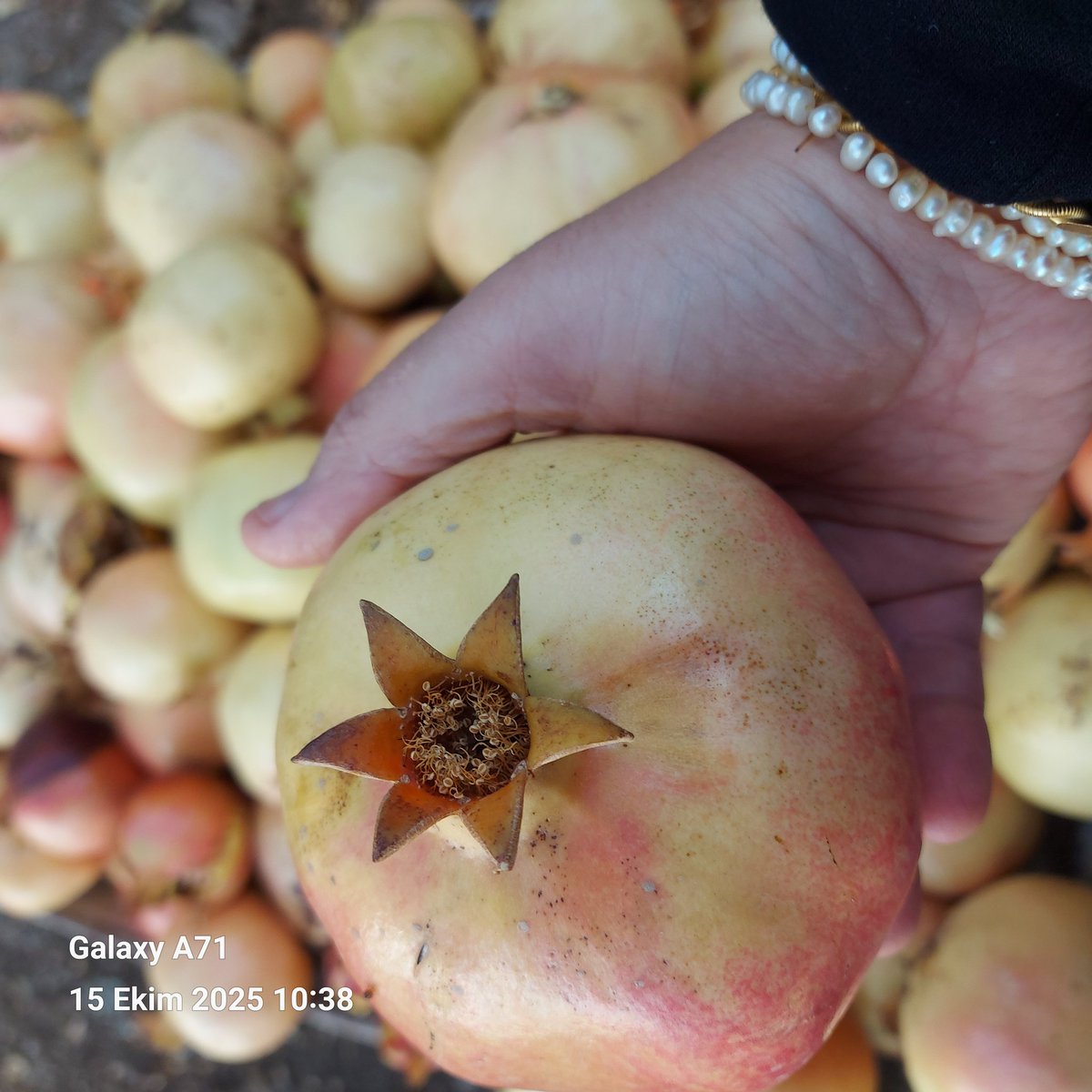Kilolarca narlar aşkına,bu günlerlerden nar eksisi günü
