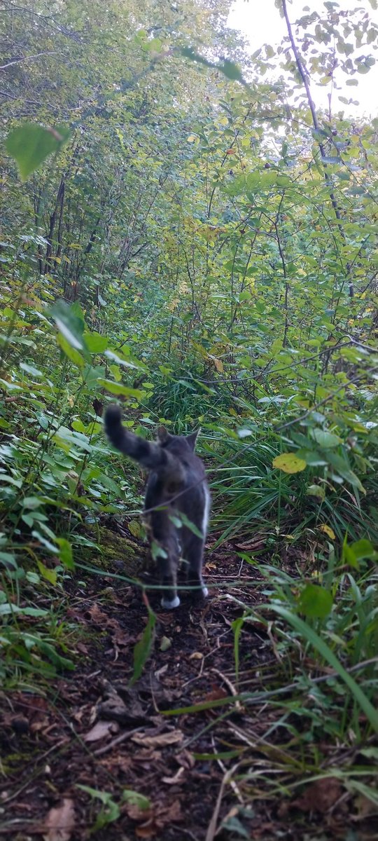 Yol arkadaşım, 🐈🐈🐈 Zavzaga Köyü / Araklı
