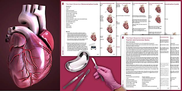 This guide is suitable for teachers when demonstrating the heart dissection during the KS3 Health and the Human Body unit of work. It details the steps to show the students the main structures of the heart. #edutwitter #teachers 
buff.ly/Rx8YmY8