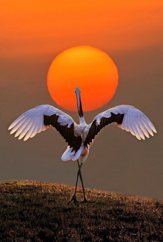 Music in the soul can be heard by the universe.

Lao Tzu