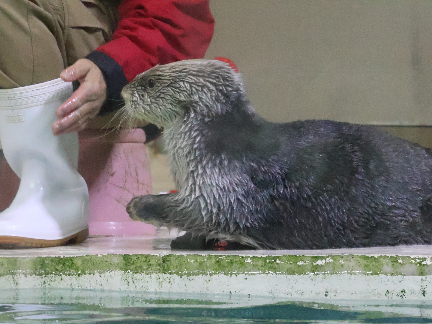 ラッコ ラコすけ🦦🔰 on X: 