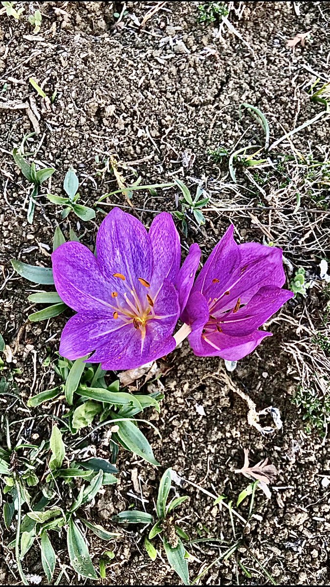 #Colchicumstevenii #güzçiğdemi #vargitçiçeği #yaylaçiçeği 
 Çiçeğin olgunlaşmış hali