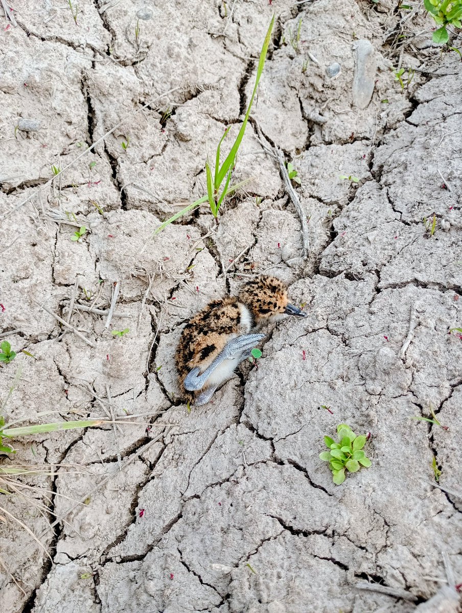Parece recién salido del huevo, los padres desesperados, casi lo pisamos.