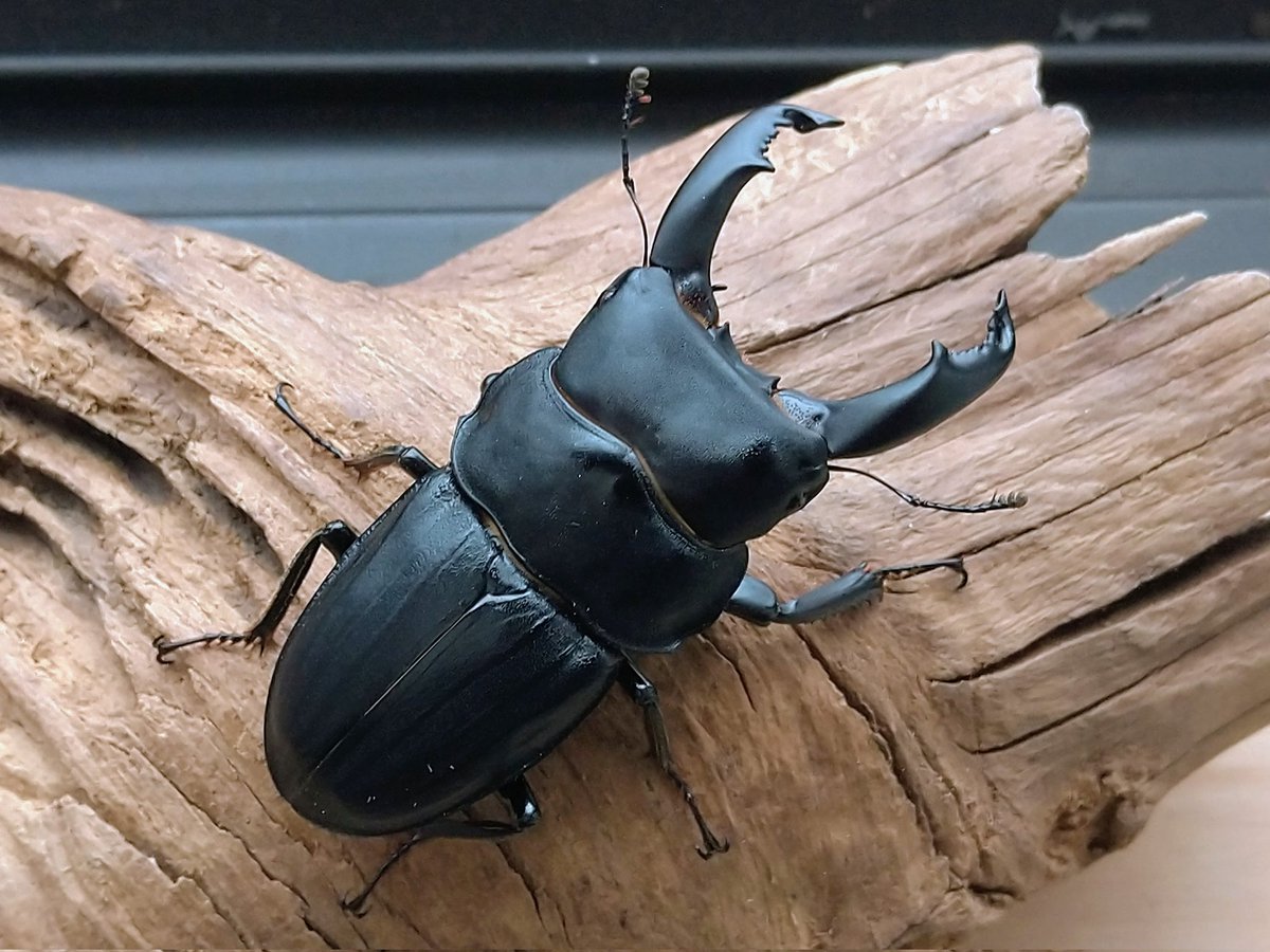 スジブトヒラタ