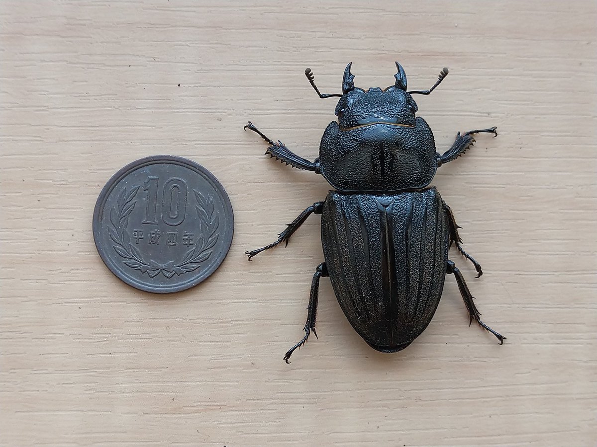 スジブトヒラタ