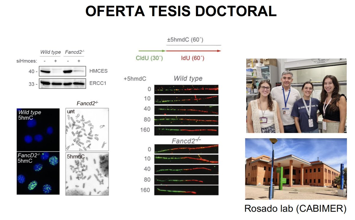 El contrato para realizar tu tesis doctoral en inestabilidad genetica y procesos tumorales en Anemia de Fanconi ya esta disponible. Solicitala!! Please RT!

investigacion.us.es/sisiusapp/open…