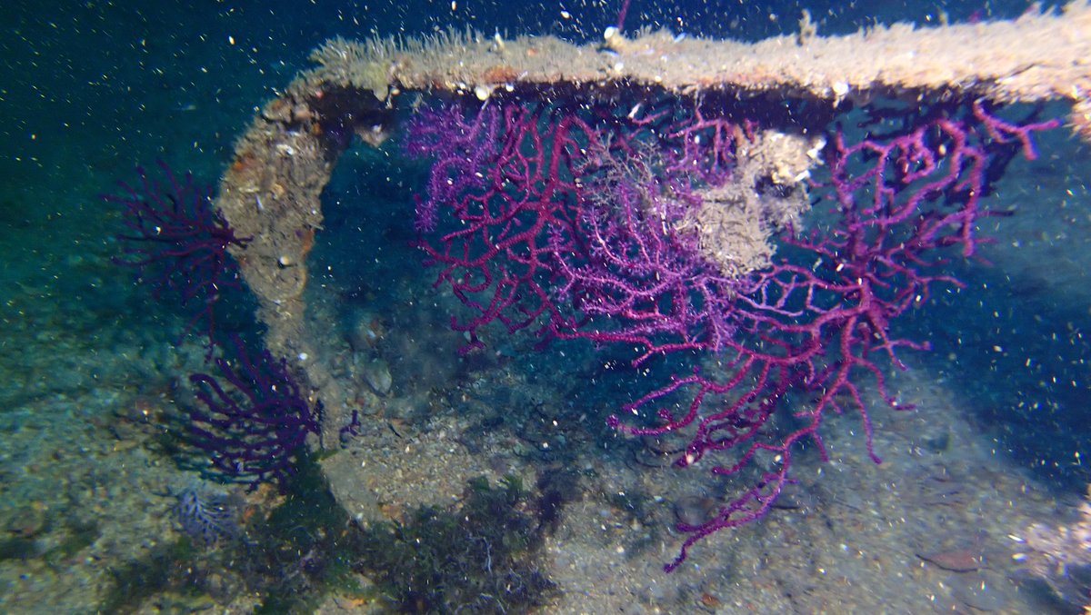 Mor gorgonlar...
Sivriada