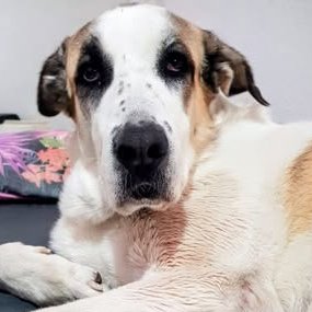 #madrid
Nos devuelven a CLARINETE por divorcio 
Tiene 3 años y pesa 38 kg 
Es un Oso Amoroso con un ❤️enorme,proporcional a su tamaño 
Sociable con niños y 🐶
Se entrega chipado,vacunado,desparasitado y esterilizado 
CONTACTO 📩facenuevavida@gmail.com 
 #ayuda #adopta #adoptame
