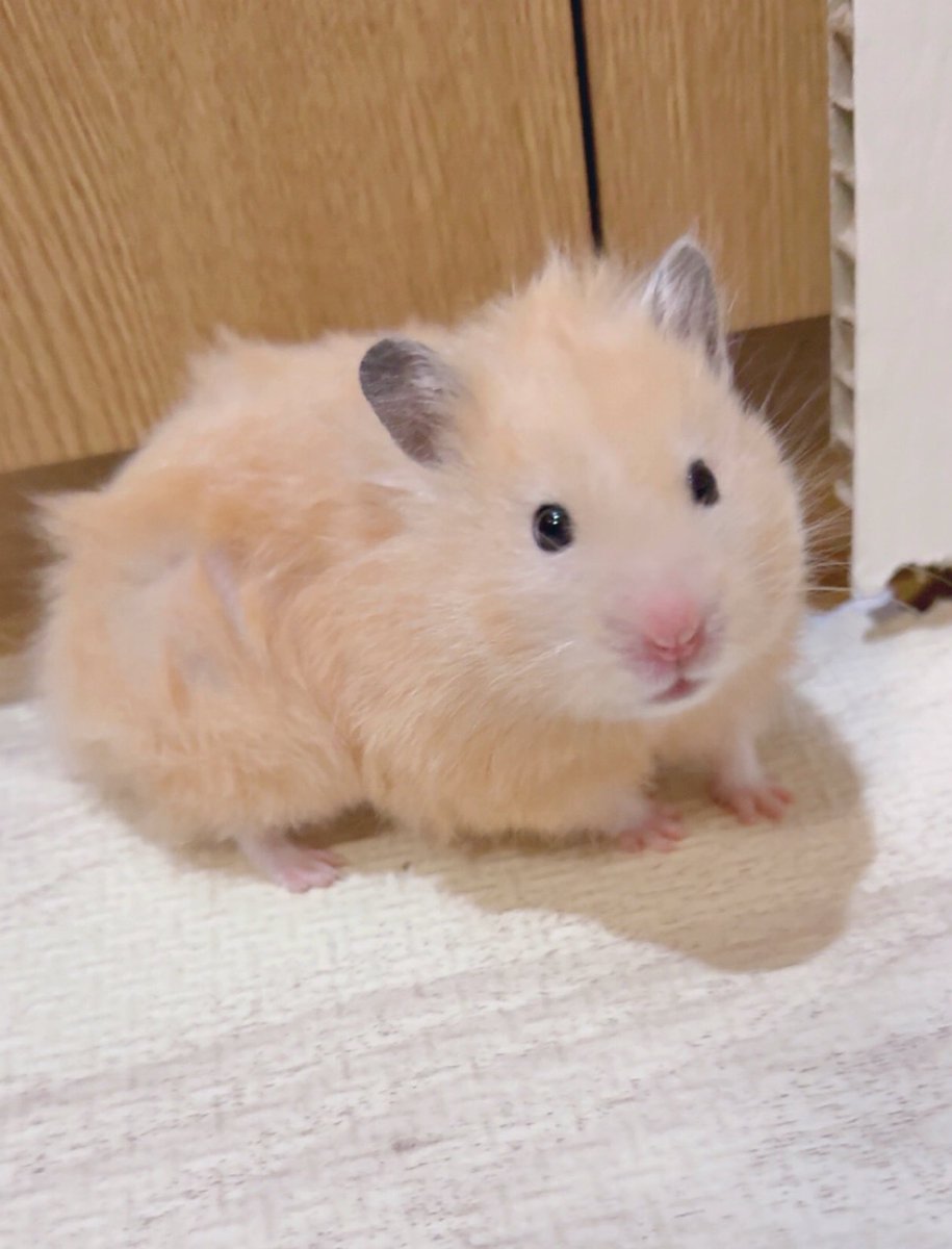 スキマにもぐりこんでバックで出て来てぼさぼさりびち^  ̫^この１０秒後くらいには毛並み元に戻ってるなぞ^  ̫^