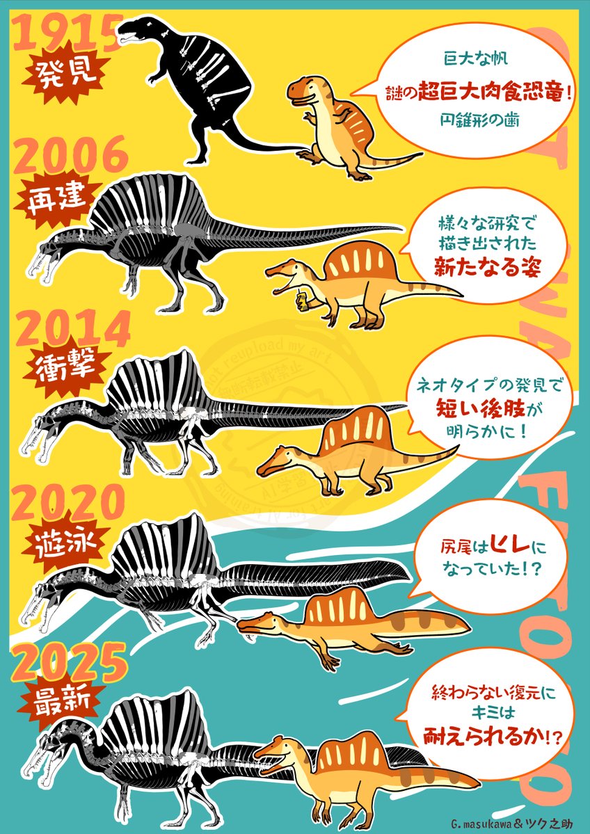 化石の日再掲！君の知ってるスピノはどれ？
2025年最新スピノサウルスは、福井県立恐竜博物館で見られるぞ！

＃化石の日