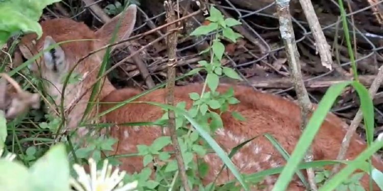 Una buena noticia: "Nació el primer venado proveniente de la Estación de Cría del Cerro Pan de Azúcar en la población backup de M’Bopicuá"
