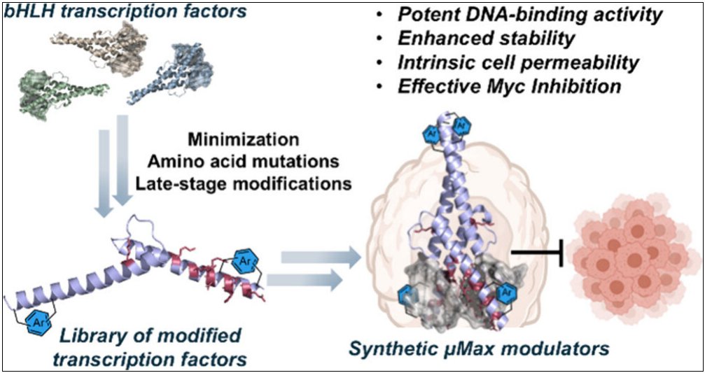 "Chemical Engineering of Transcription Factors Uncovered Cell-Permeable μMax Modulators"
Omer Harel, Ferran Nadal-Bufi, Raj V. Nithun, Yumi Minyi Yao, Ariel Afek, Marc Vendrell, and Muhammad Jbara
pubs.acs.org/doi/10.1021/ja…