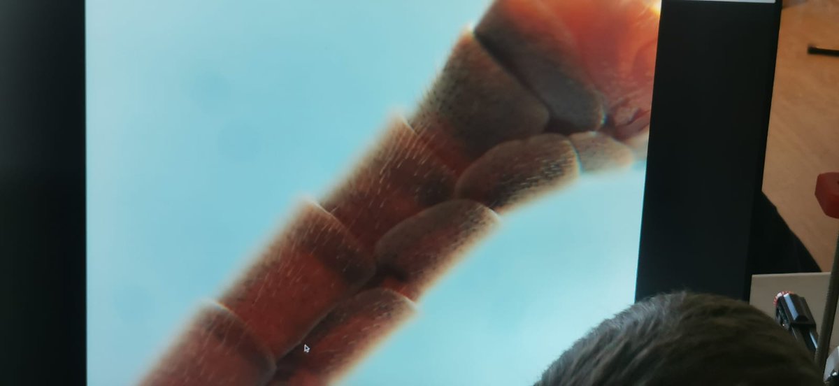 cnrs_ibmp's tweet image. A great day at #Mifobio2025! 🌱🔬
From seed germination to Arabidopsis leaves and zebrafish hearts, our team explored the fascinating diversity of living systems with the EnderScope, pushing the limits of live imaging during this inspiring edition !
@CNRS_Alsace @bruker