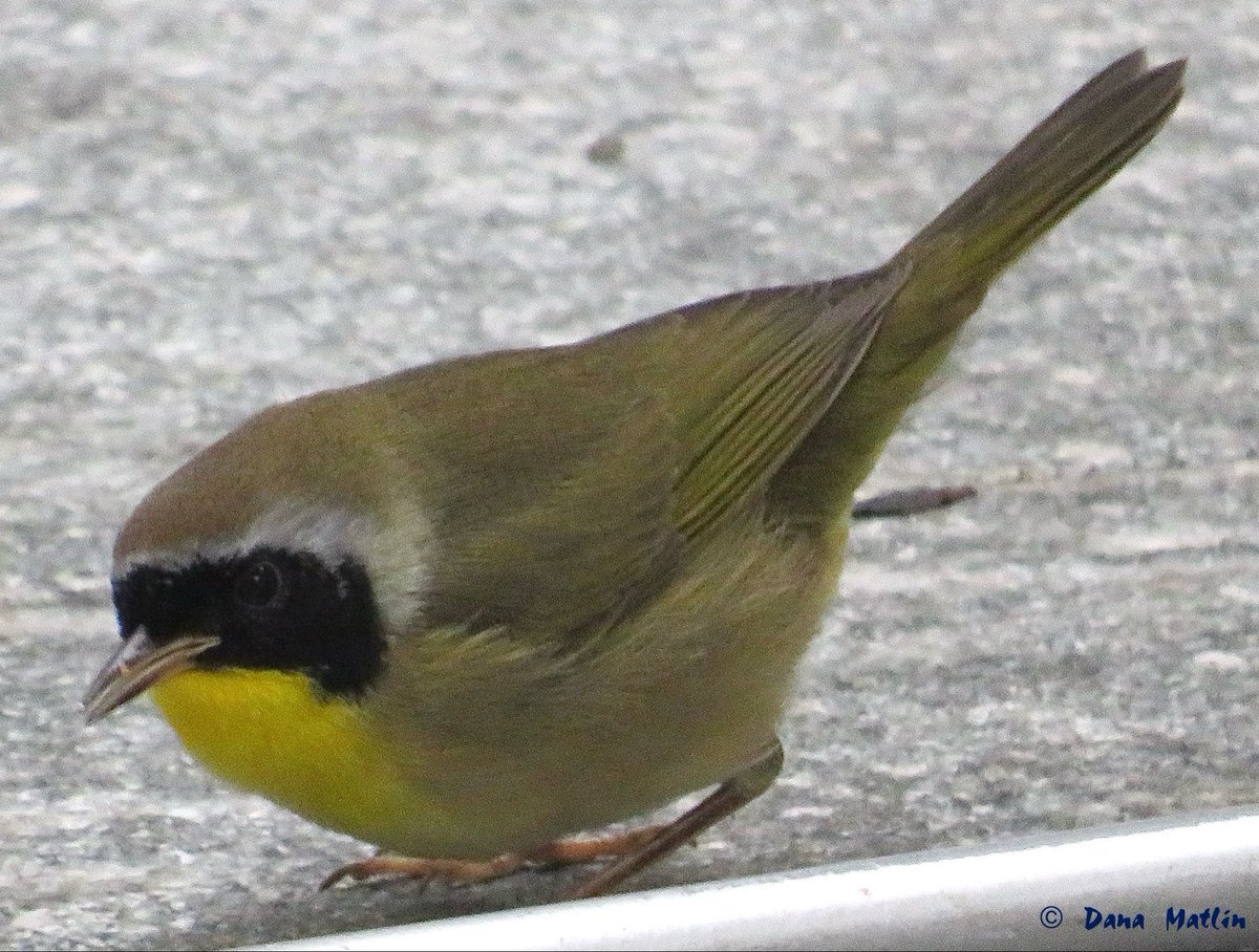 dana_mnyc's tweet image. Common Yellowthroat at Verizon Plaza. #birdcpp