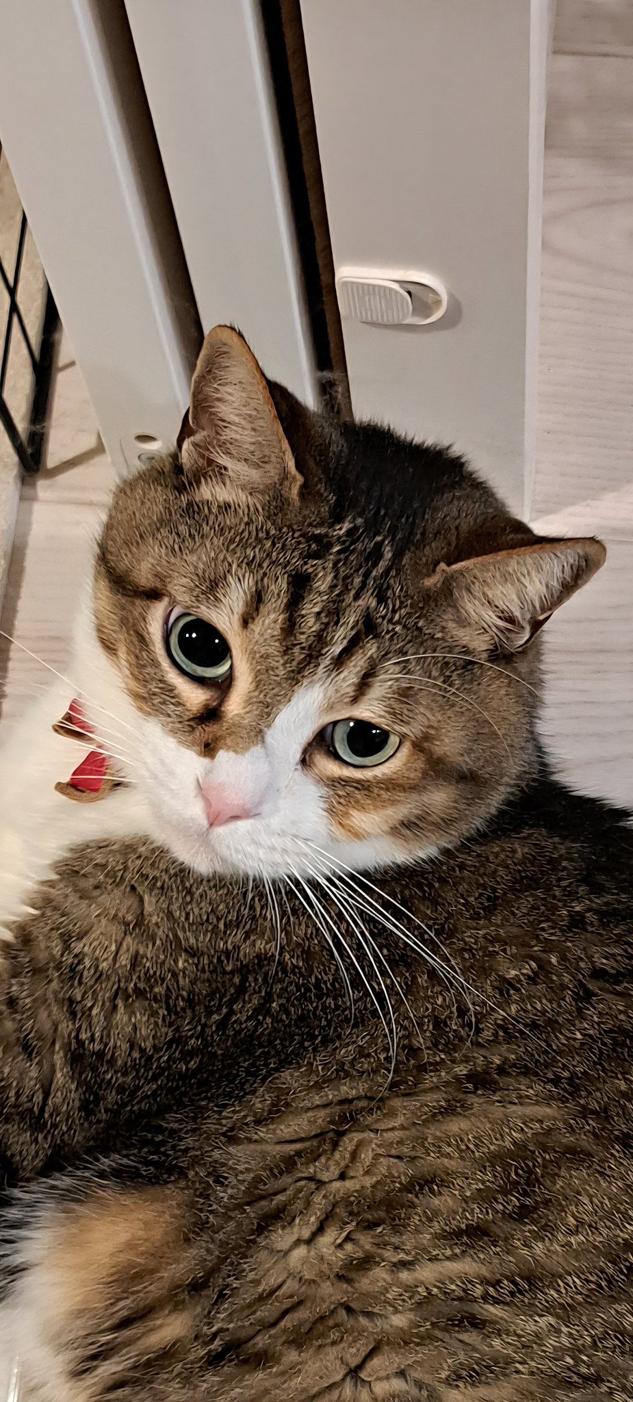 修正作品　プカプカ猫 Amazon.co.jp: JXK SMALL プリクラ猫 冷蔵庫シール ネコ好き