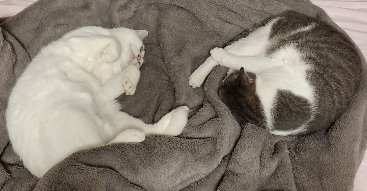 このあと20時からアッシュくんとさとるくんの1on1ビデオ通話です🐈️
本番にそなえてゆっくり休んでおります🐾よろしくお願いします🐱
#ことこと爪とぎ