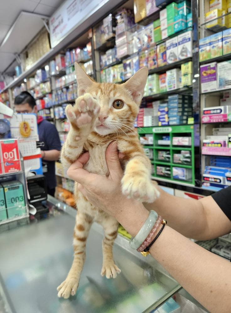 TranslatedCats's tweet image. Hello everyone, I am a child worker in New Zealand.