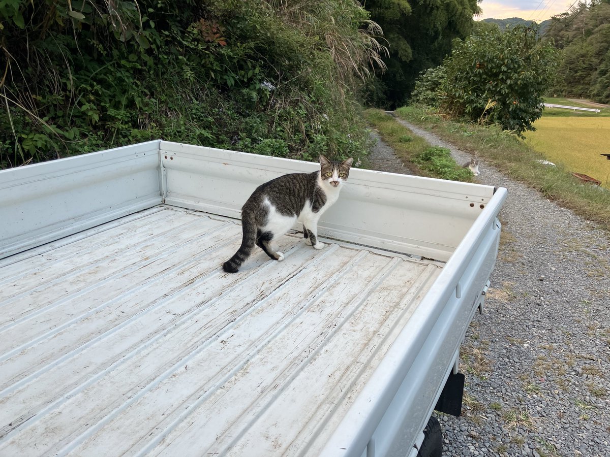 あの、軽トラを動かしてもいいですか？