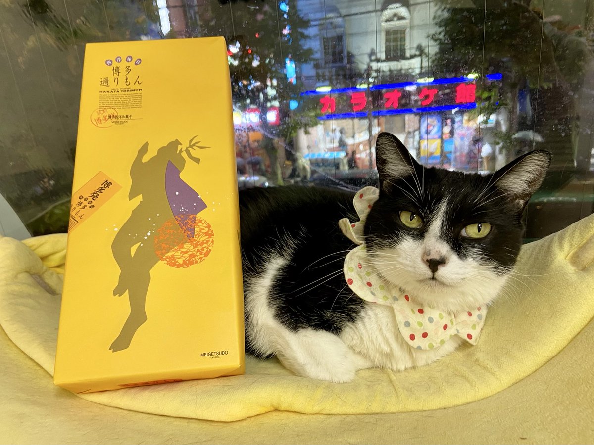 catcafenyankoto's tweet image. 人間スタッフにお菓子をいただきました🥧✨
ありがとうございます❗️
夜景とお菓子とひー
おしゃれ💗
#にゃんこと #猫カフェ #猫