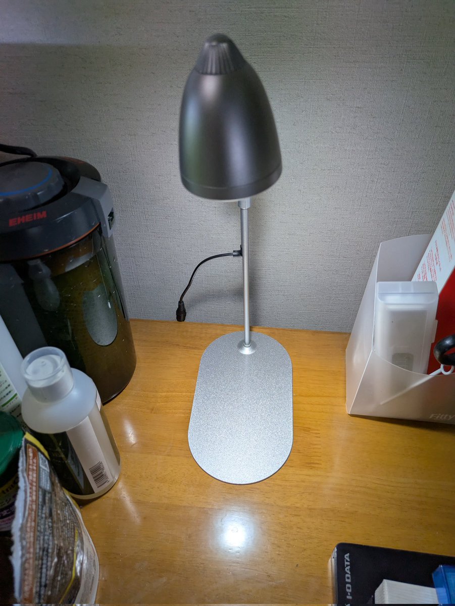 アガベ　確認用 アガベ・チタノタの判定方法 (Agave titanota)