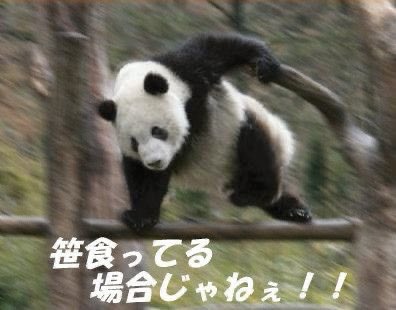 ぜったい行きます