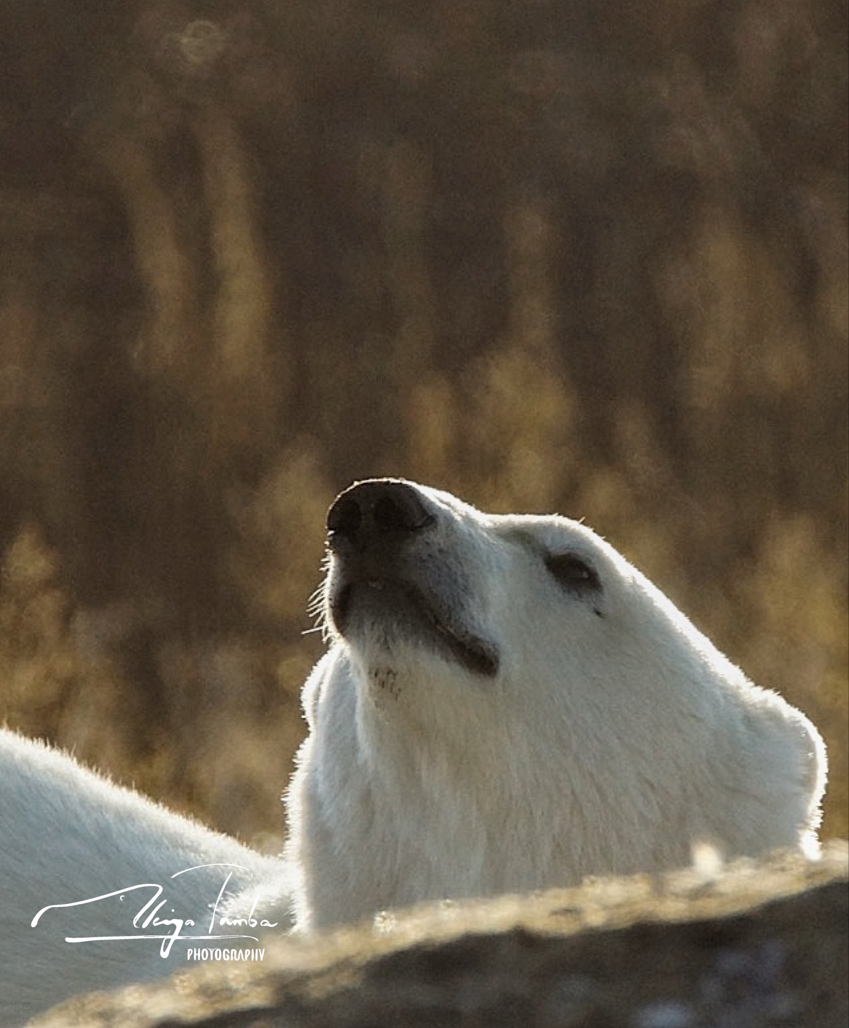 ホッキョクグマ 北極の象徴の文化史 丹葉暁弥 丹葉暁弥 / photographer on X: 