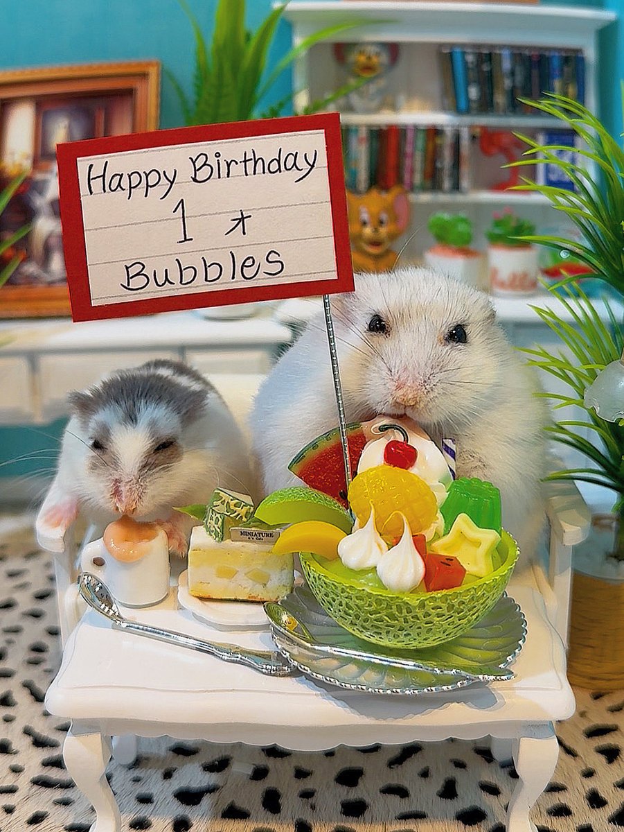 Big Bubbles🎂Happy 1st Birthday👏

バブルス君１歳お誕生日おめでとう🥳