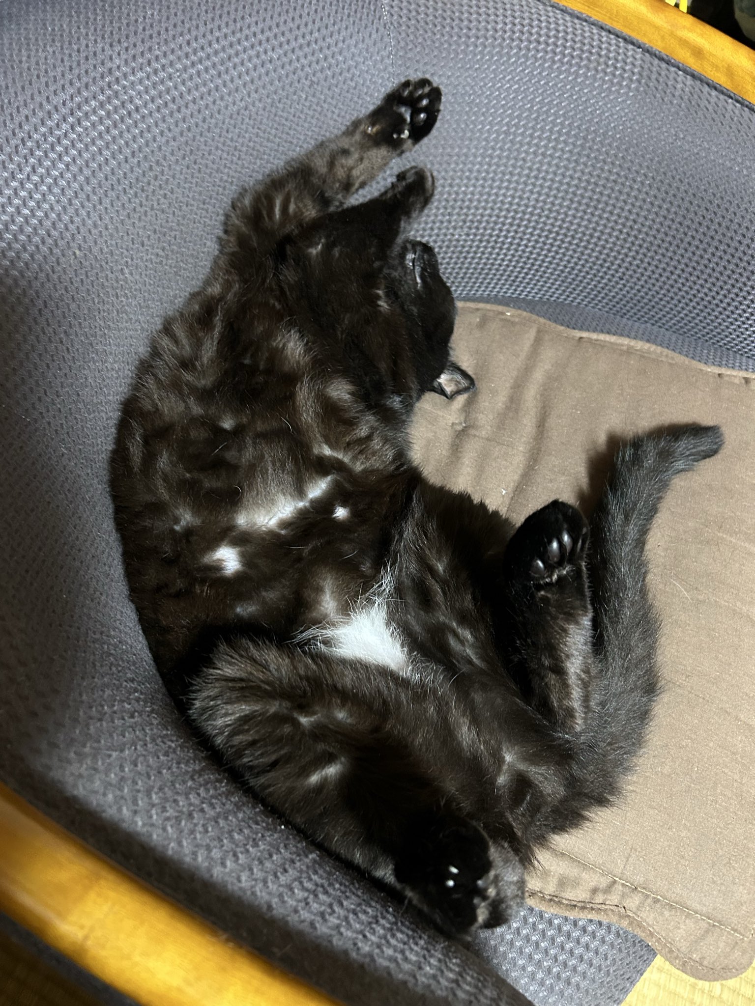 ネコ好き 🤖hide_chan🐈🐰 on X