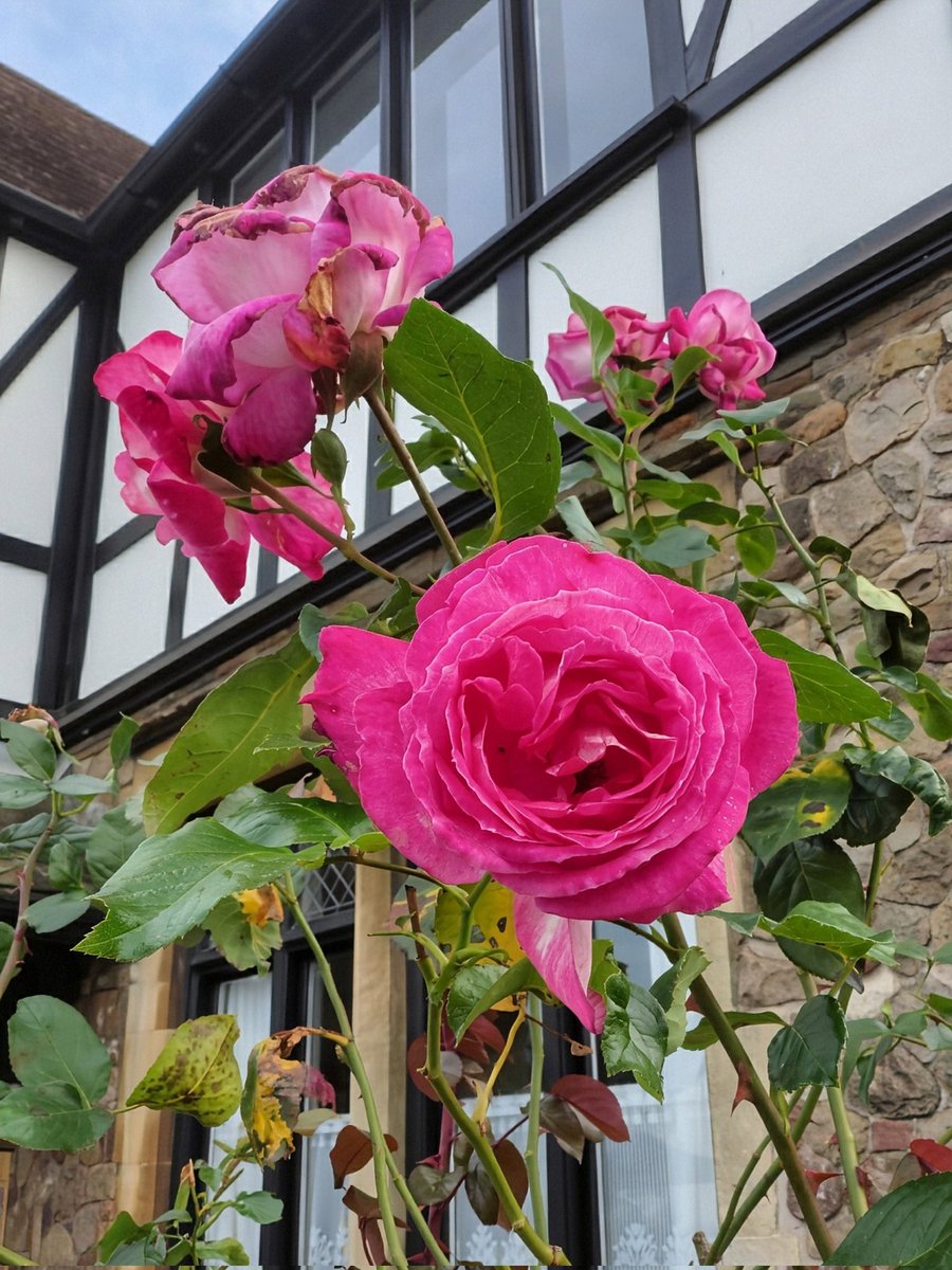 brightnewvensa's tweet photo. 🪟🪟🪟
🌿🌹
🥀🍂
Windows saw so many changes.
A different season are coming and go.
Now in #AutummFalls
#Roses petals will fade away...
But they've come again. 😊
#WindowsOnWednesday
#RoseWednesday https://t.co/qfkpHBqklZ